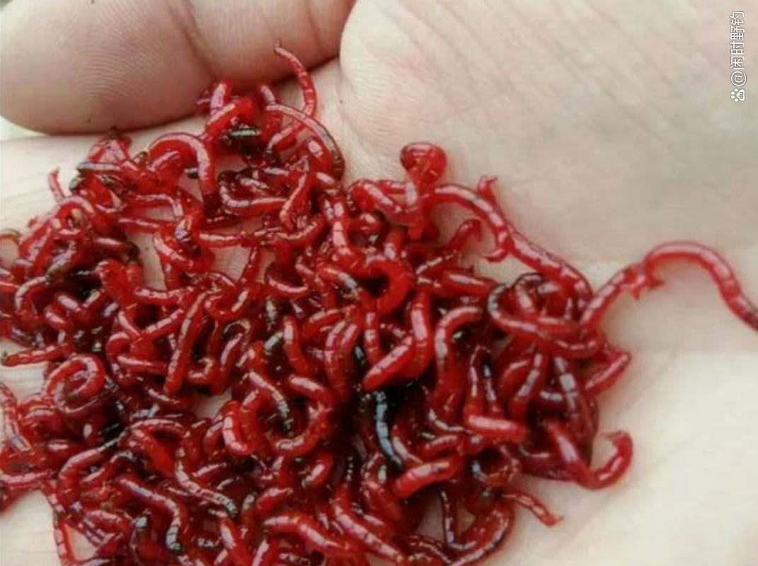 什么饵料比蚯蚓好(钓什么鱼用蚯蚓)