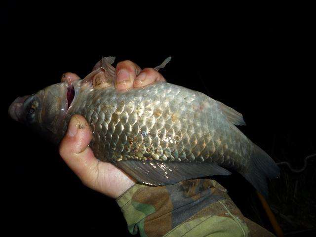 钓桂花鱼打窝技巧(怎样钓桂花鱼视频)