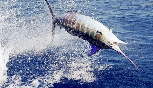 海钓苏梅(海钓苏梅鱼视频) 海钓苏梅(海钓苏梅鱼视频)