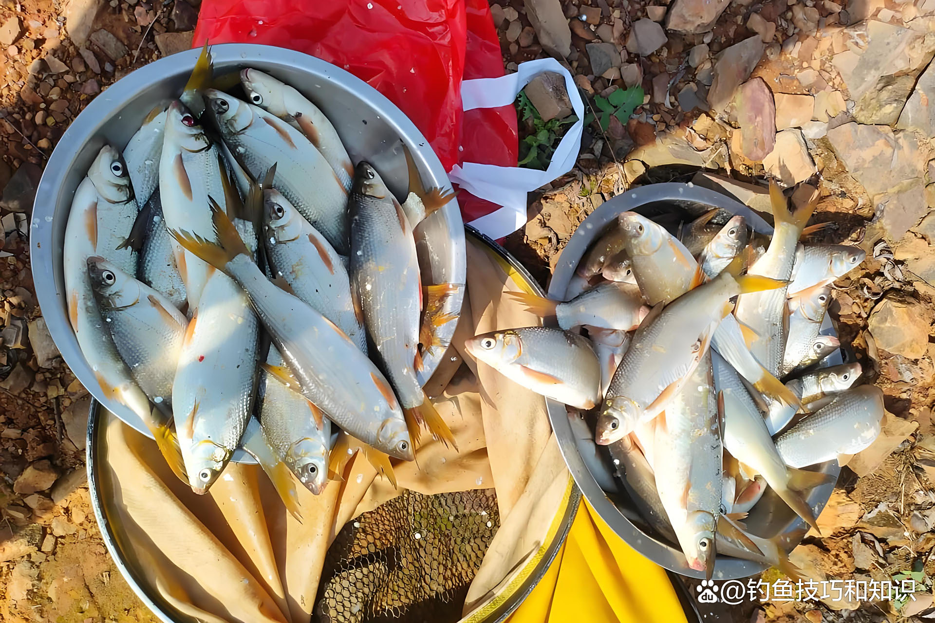 冬钓黄尾鲴技巧(初冬怎样钓黄尾鱼) 冬钓黄尾鲴技巧(初冬怎样钓黄尾鱼)