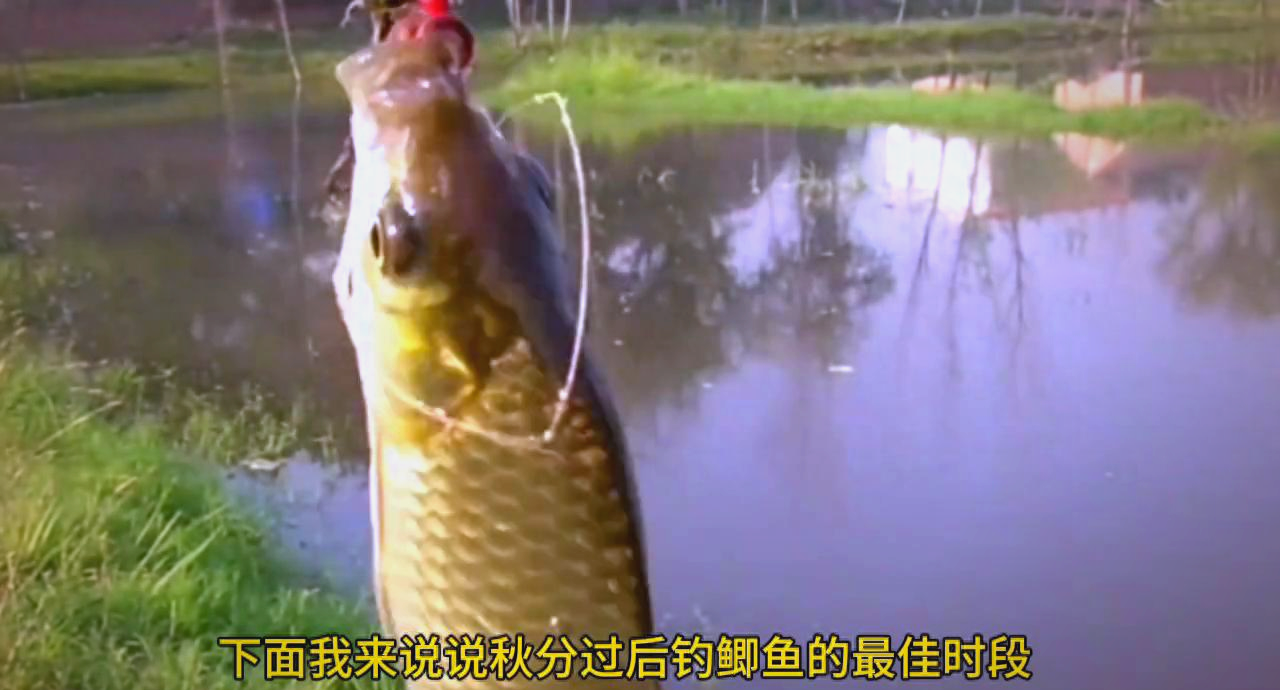 秋分后钓鱼技巧(秋分后如何钓鱼)