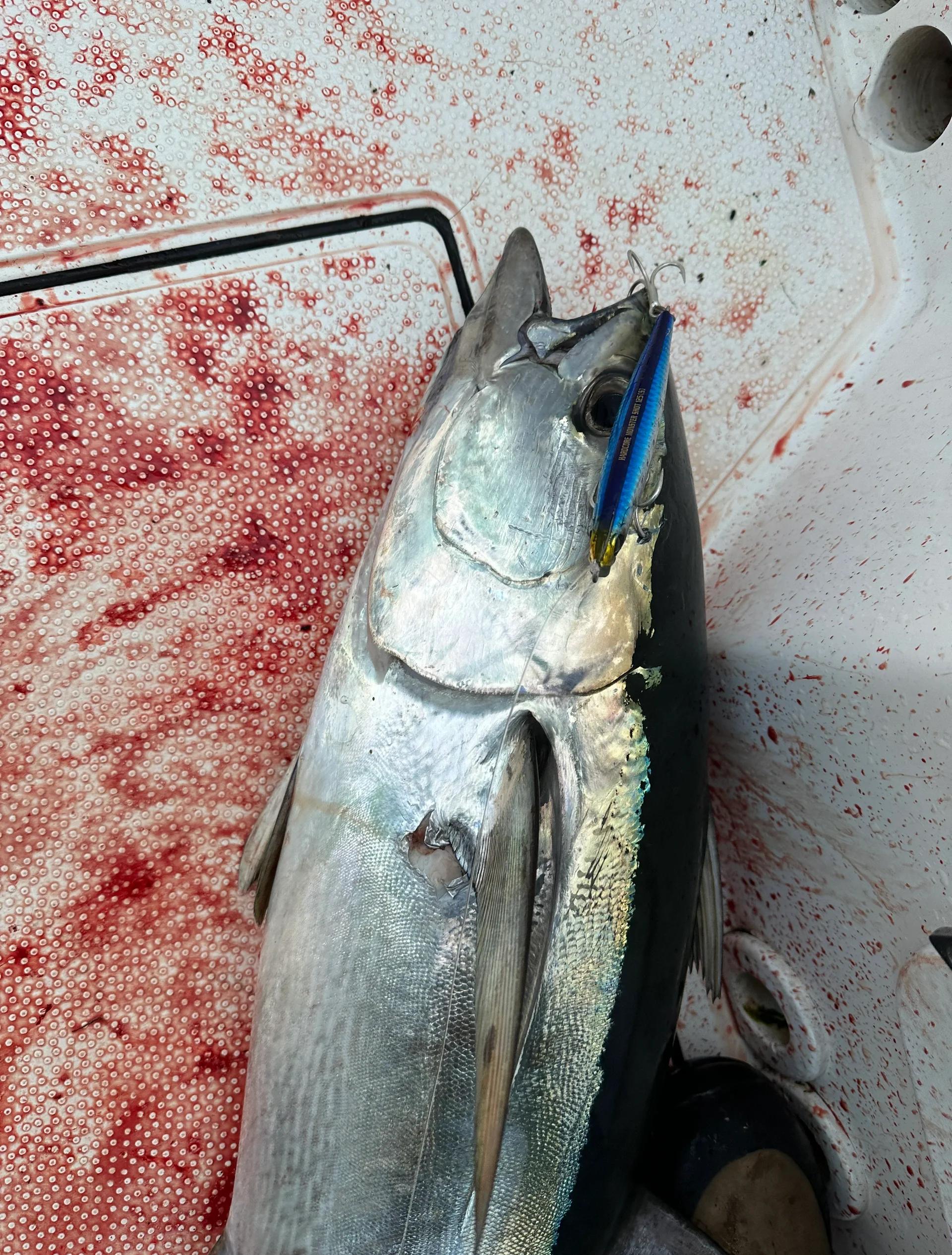 内河路亚(路亚帅气图片) 内河路亚(路亚帅气图片)