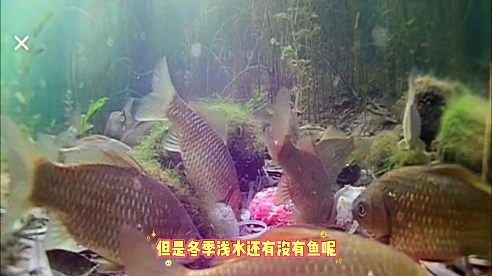 冬天浅水大鲫鱼技巧(冬季浅水鱼塘钓鱼鲫鱼技巧) 冬天浅水大鲫鱼技巧(冬季浅水鱼塘钓鱼鲫鱼技巧)