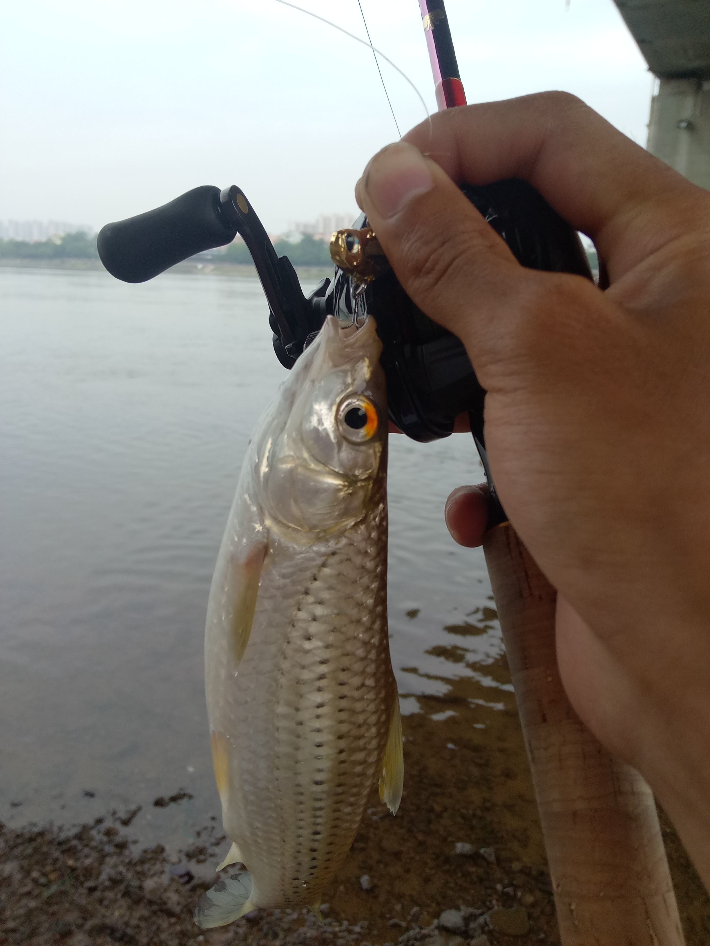 路亚假饵落水(路亚竿假饵是在水面还是水底) 路亚假饵落水(路亚竿假饵是在水面还是水底)