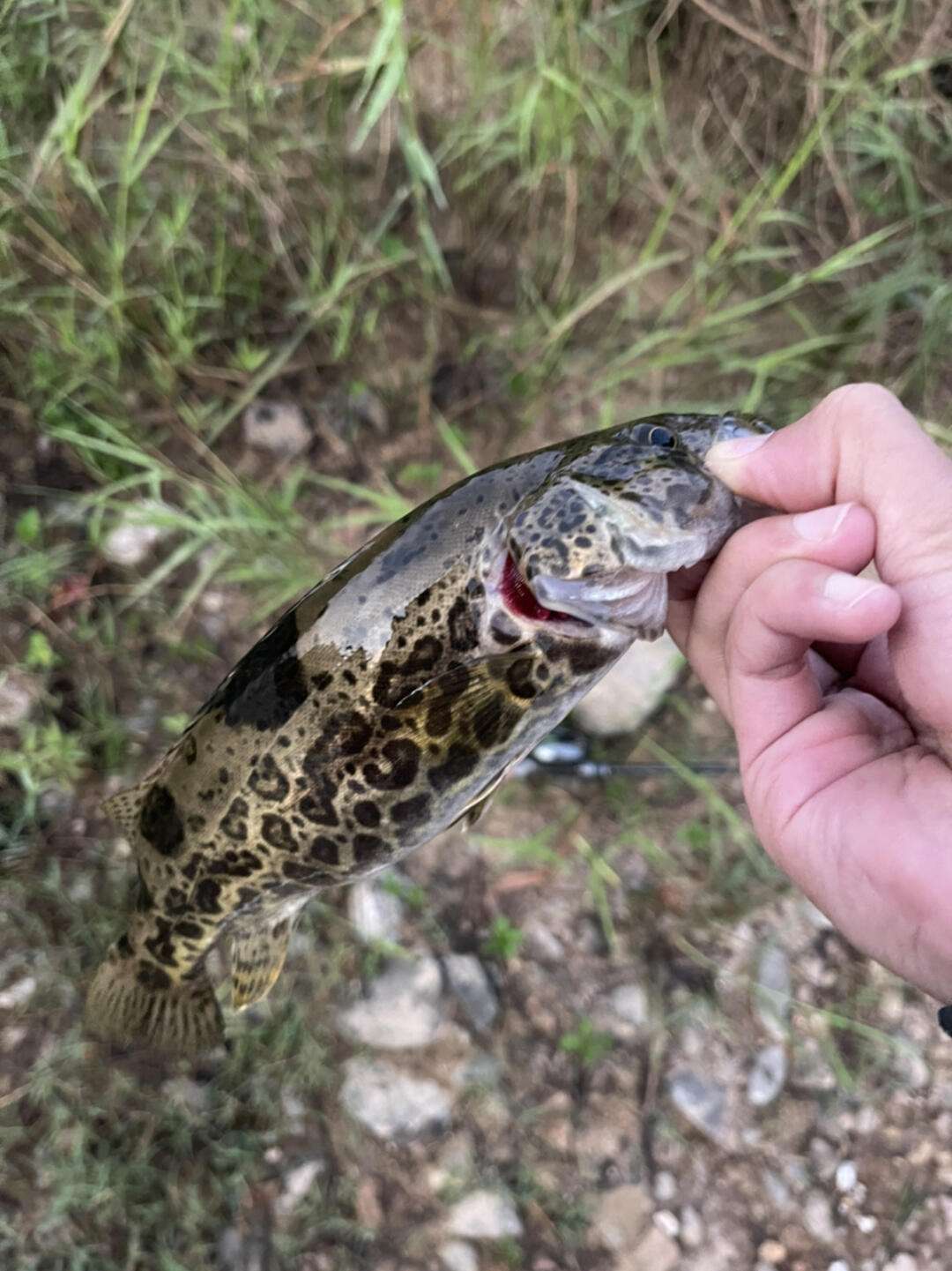 路亚癍鳜(路亚 鳜鱼) 路亚癍鳜(路亚 鳜鱼)