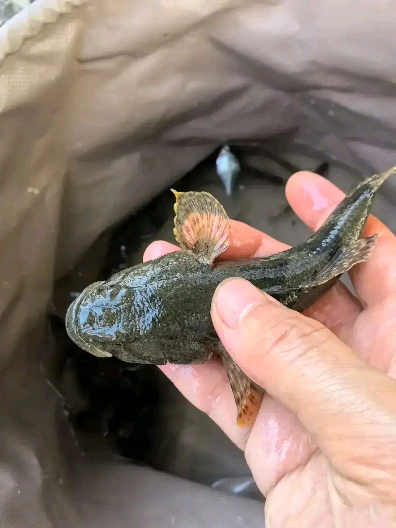 河里钓鹰嘴鱼子技巧(河里钓鹰嘴鱼子技巧和方法)