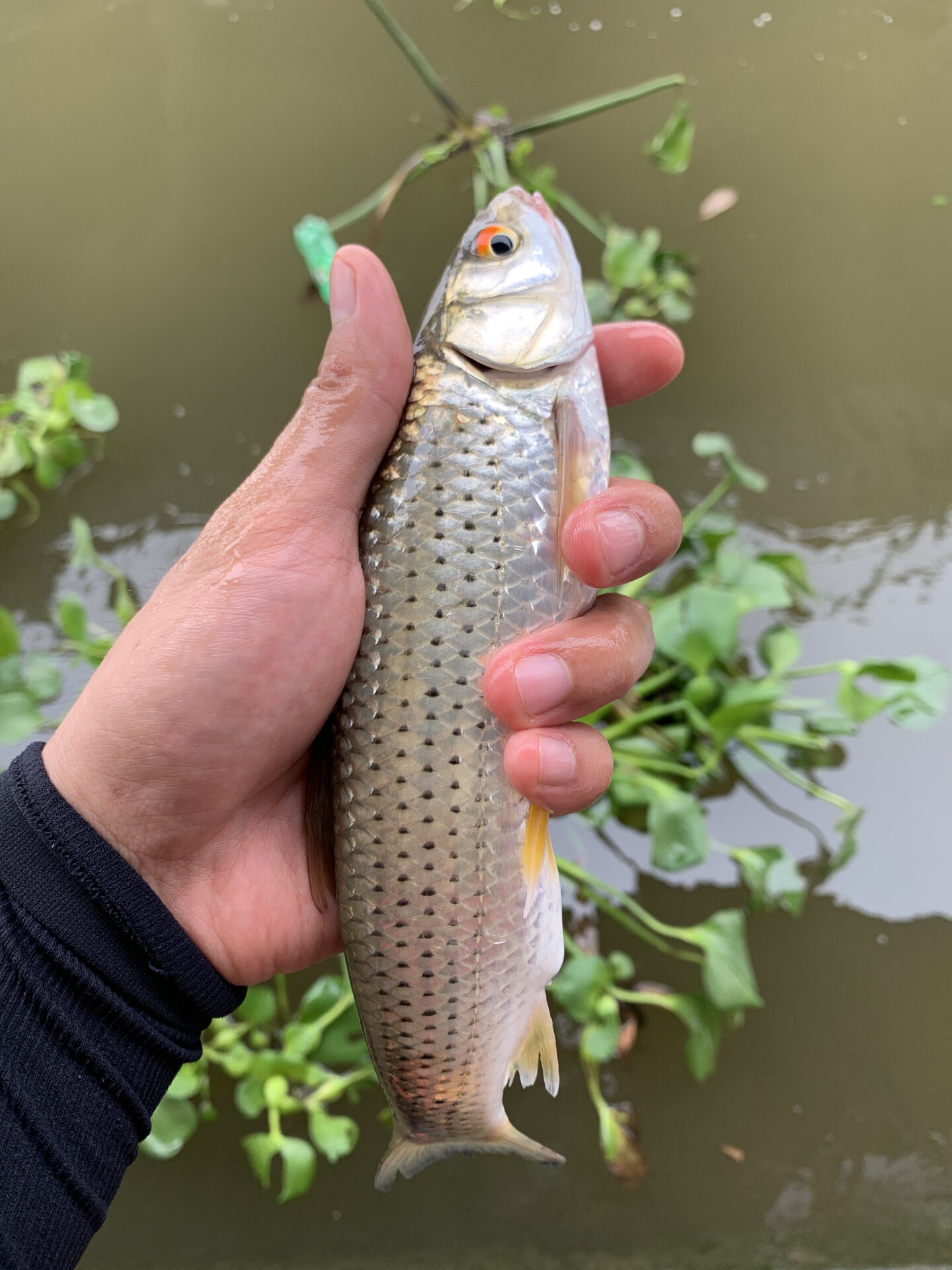路亚红眼冬天(冬季路亚红眼睛用什么饵) 路亚红眼冬天(冬季路亚红眼睛用什么饵)