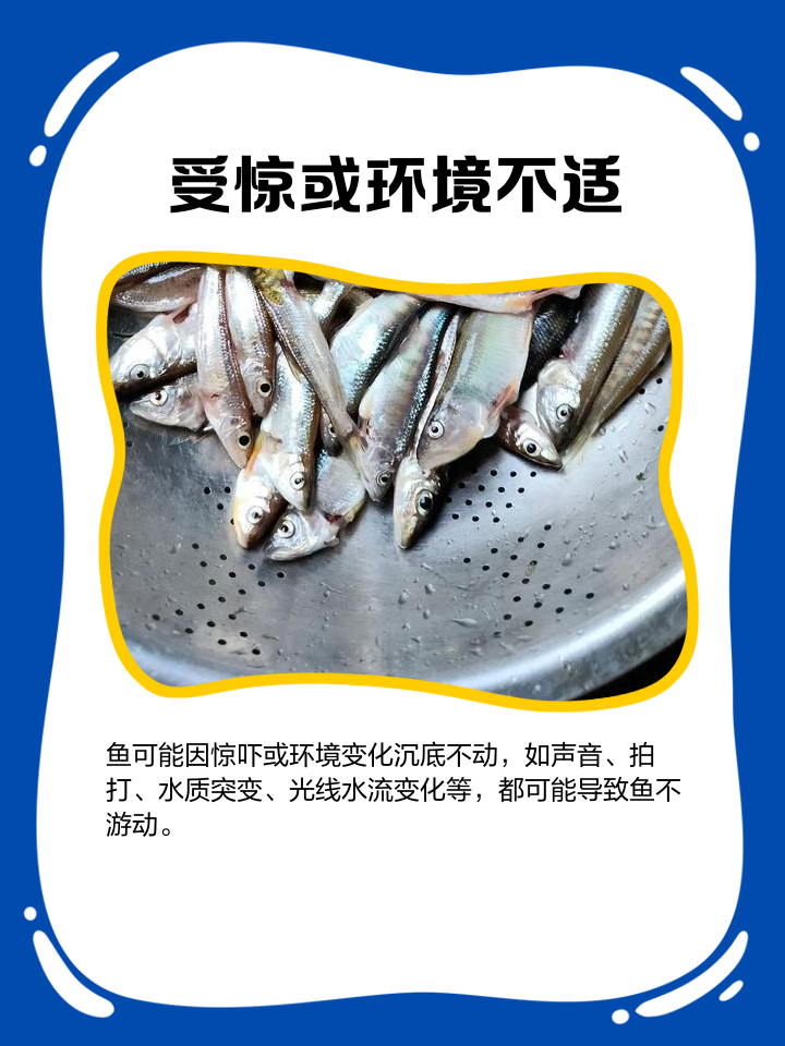 为什么有的鱼不吃饵料(有鱼不吃饵是什么原因)
