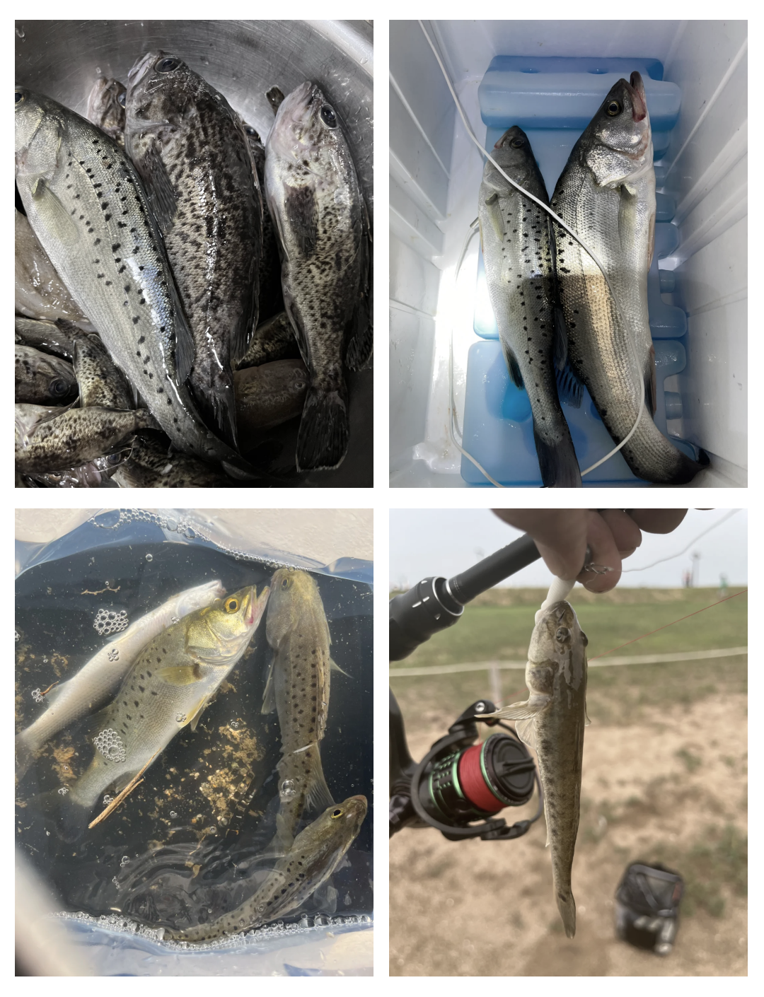 北京周边海钓(北京周边海钓钩黑头黄鱼地方) 北京周边海钓(北京周边海钓钩黑头黄鱼地方)