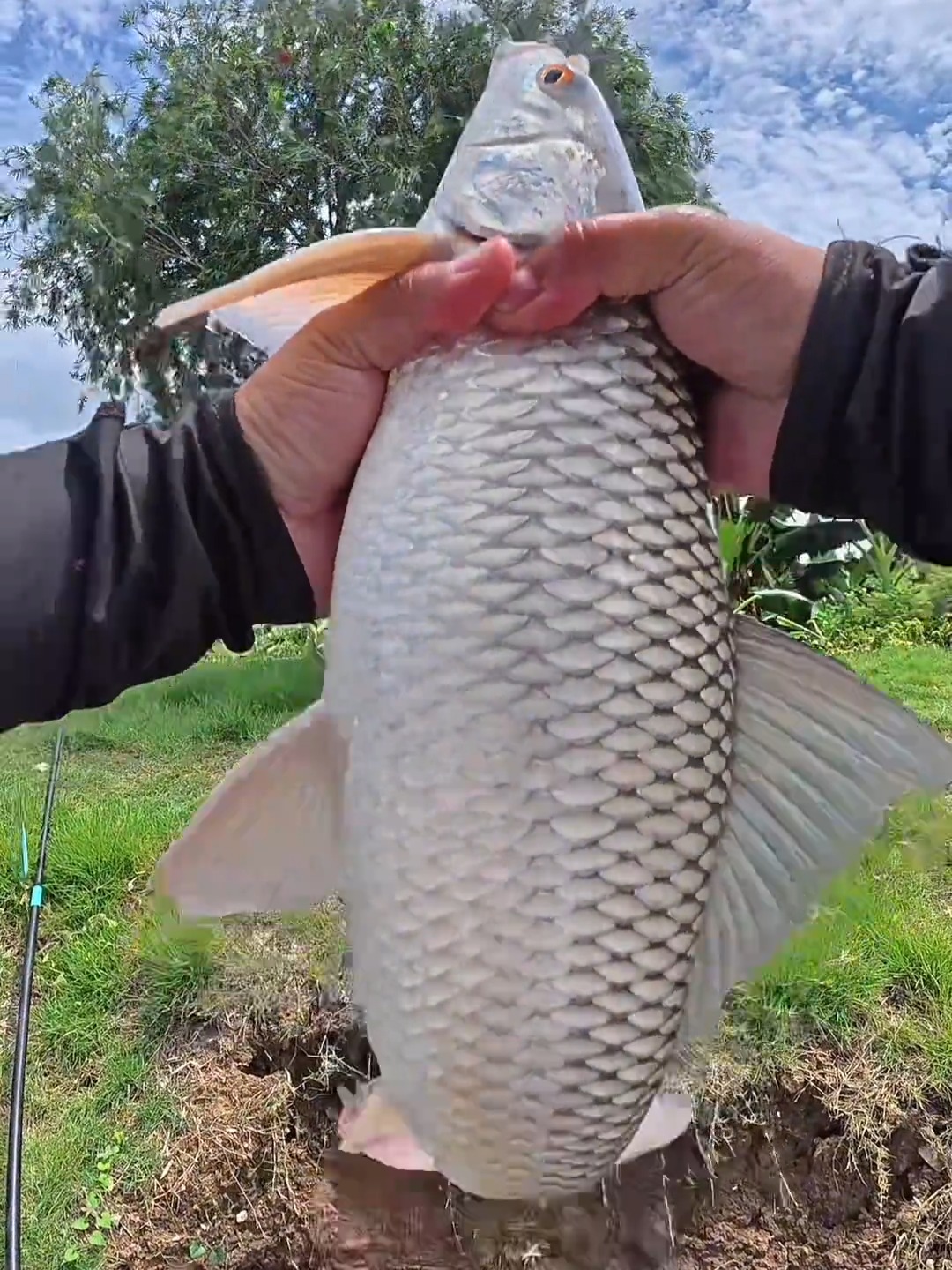 钓泰鲮技巧(钓泰鲮怎么调漂) 钓泰鲮技巧(钓泰鲮怎么调漂)