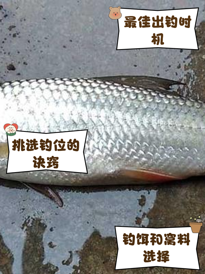 钓泰鲮技巧(钓泰鲮怎么调漂) 钓泰鲮技巧(钓泰鲮怎么调漂)