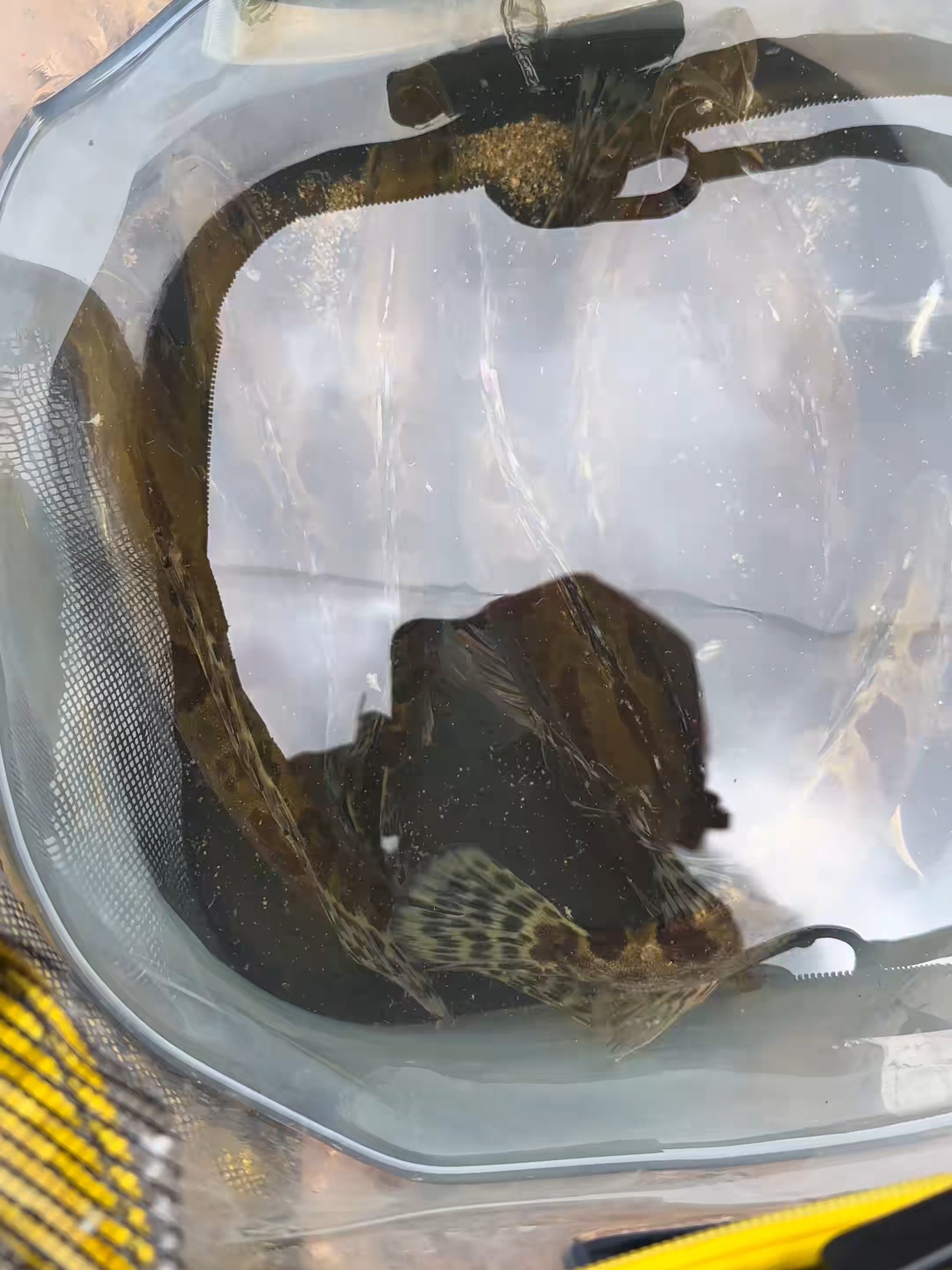 桂鱼冬季路亚(冬季路亚鳜鱼的操作手法和技巧) 桂鱼冬季路亚(冬季路亚鳜鱼的操作手法和技巧)