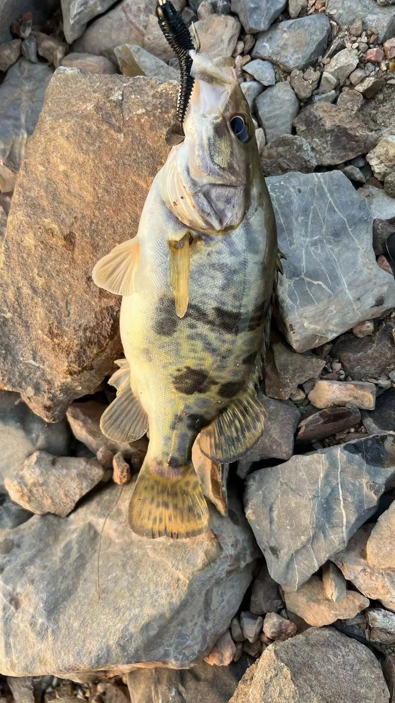 桂鱼冬季路亚(冬季路亚鳜鱼的操作手法和技巧) 桂鱼冬季路亚(冬季路亚鳜鱼的操作手法和技巧)