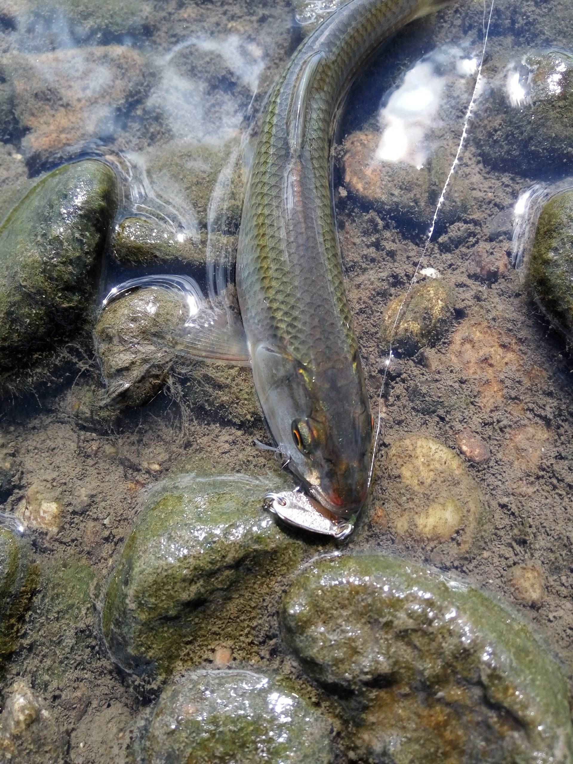 王英水库路亚(王英水库钓鱼)