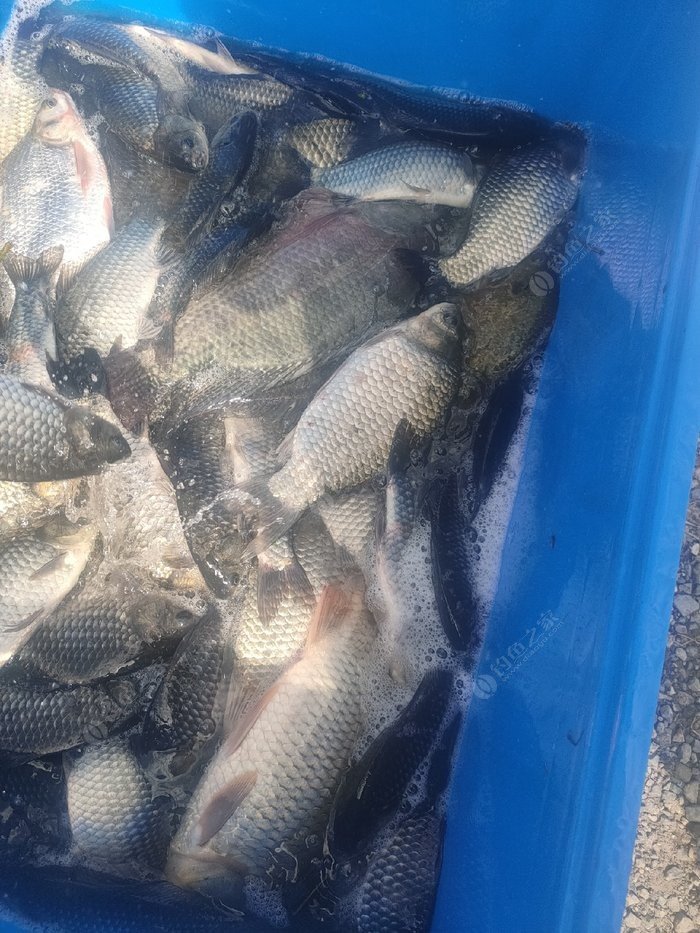 上海钓场在哪里(上海钓鱼场收费标准) 上海钓场在哪里(上海钓鱼场收费标准)