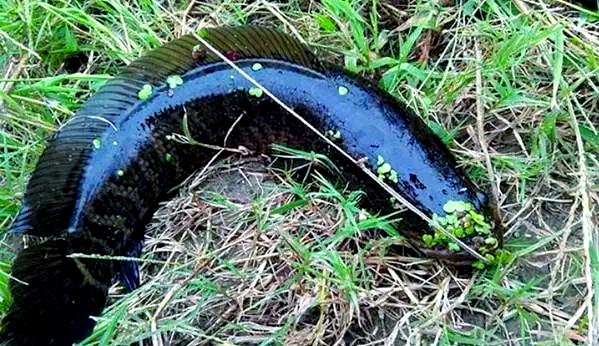 怎样钓黑鱼技巧视频(怎样钓黑鱼用什么方法钓黑鱼 视频) 怎样钓黑鱼技巧视频(怎样钓黑鱼用什么方法钓黑鱼 视频)