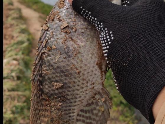 路亚钓罗非鱼教程视频(路亚如何钓罗非鱼视频)