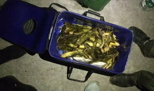 夜钓汪刺技巧(夜钓必看的30个技巧) 夜钓汪刺技巧(夜钓必看的30个技巧)