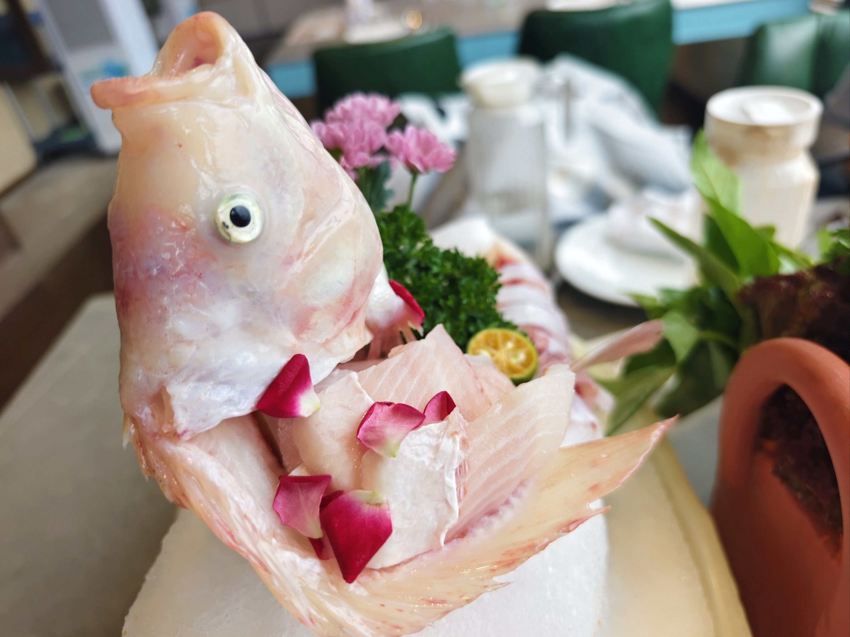 钓彩虹雕的技巧(红烧彩虹雕的做法) 钓彩虹雕的技巧(红烧彩虹雕的做法)