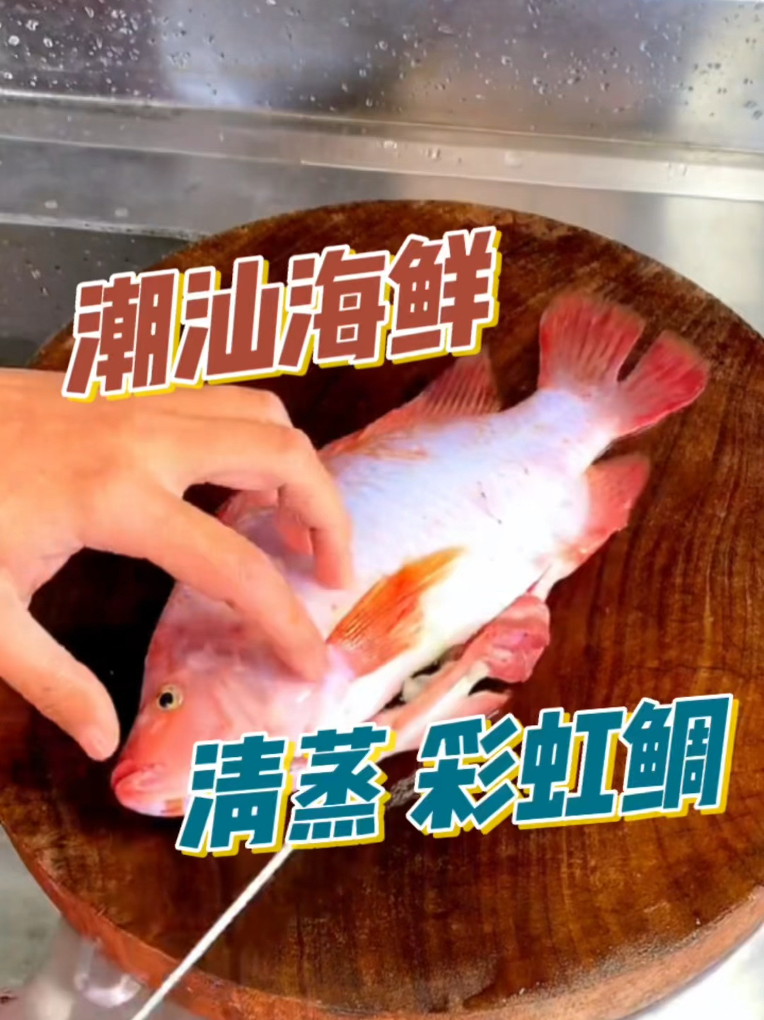 钓彩虹雕的技巧(红烧彩虹雕的做法) 钓彩虹雕的技巧(红烧彩虹雕的做法)