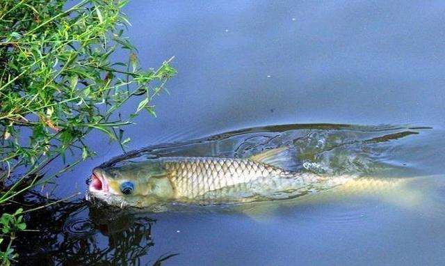 12四海钓鱼(四海钓鱼2020年) 12四海钓鱼(四海钓鱼2020年)