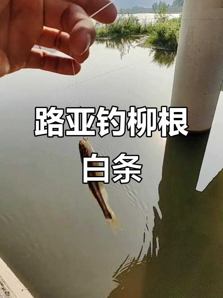 路亚白条钓法(路亚白条钓法视频) 路亚白条钓法(路亚白条钓法视频)