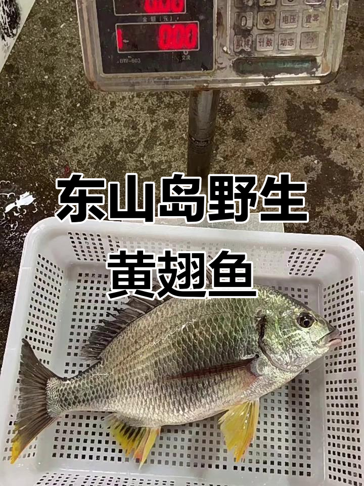 东山岛海钓之家(东山岛海钓之家电话) 东山岛海钓之家(东山岛海钓之家电话)