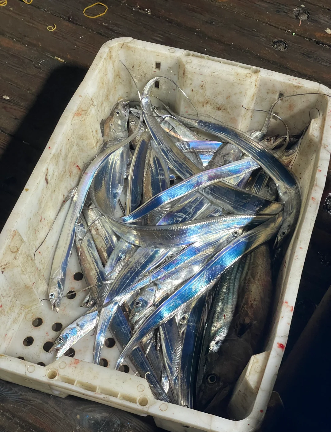 海钓乱线(海钓技巧之用线经验详解)