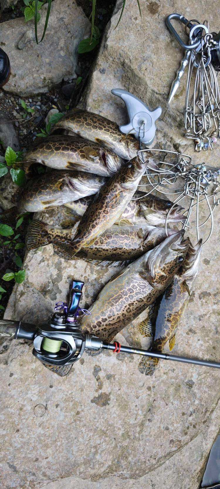 冬天可以路亚鳜鱼(冬天路亚鳜鱼最忌三种东西) 冬天可以路亚鳜鱼(冬天路亚鳜鱼最忌三种东西)