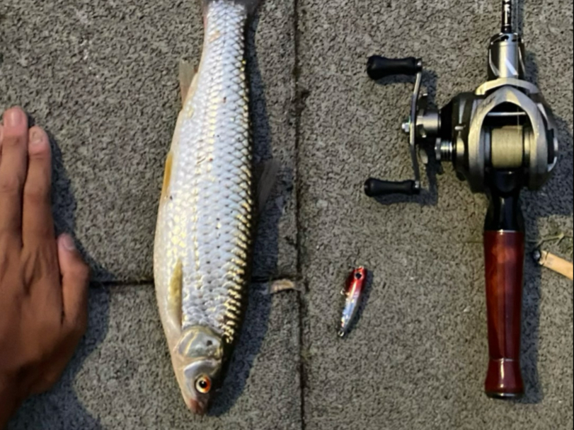 怎样路亚红眼(路亚红眼用什么杆子) 怎样路亚红眼(路亚红眼用什么杆子)