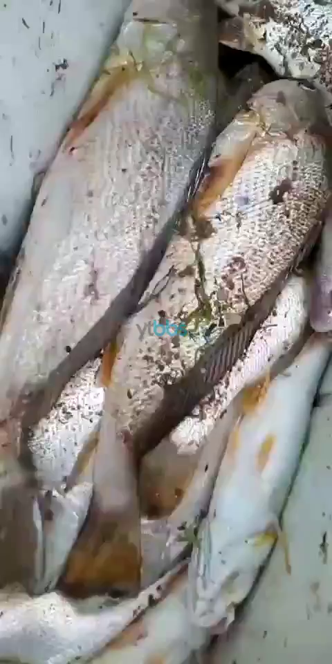 烟台海钓船电话(烟台免费海钓地点) 烟台海钓船电话(烟台免费海钓地点)