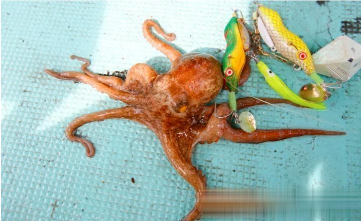 大海钓鱼饵墨鱼(国外海钓视频)