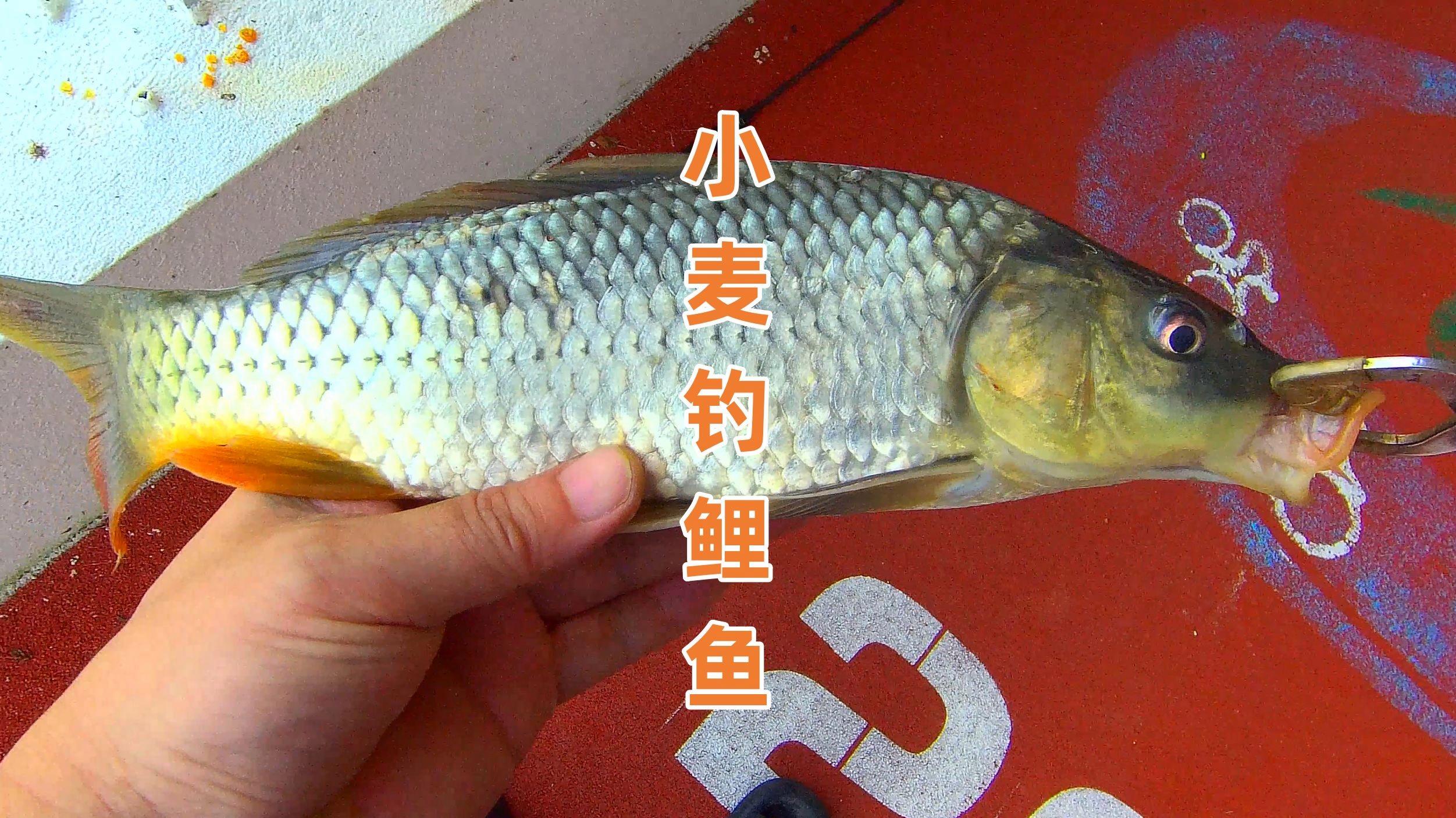 干小麦钓鱼技巧(干小麦泡酒钓鱼配方) 干小麦钓鱼技巧(干小麦泡酒钓鱼配方)