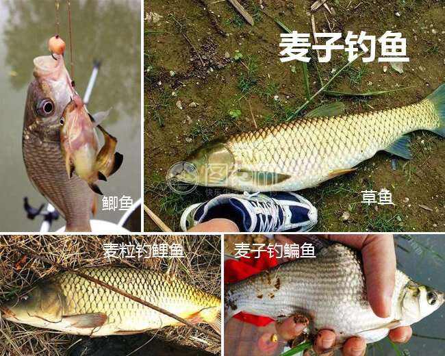 干小麦钓鱼技巧(干小麦泡酒钓鱼配方) 干小麦钓鱼技巧(干小麦泡酒钓鱼配方)