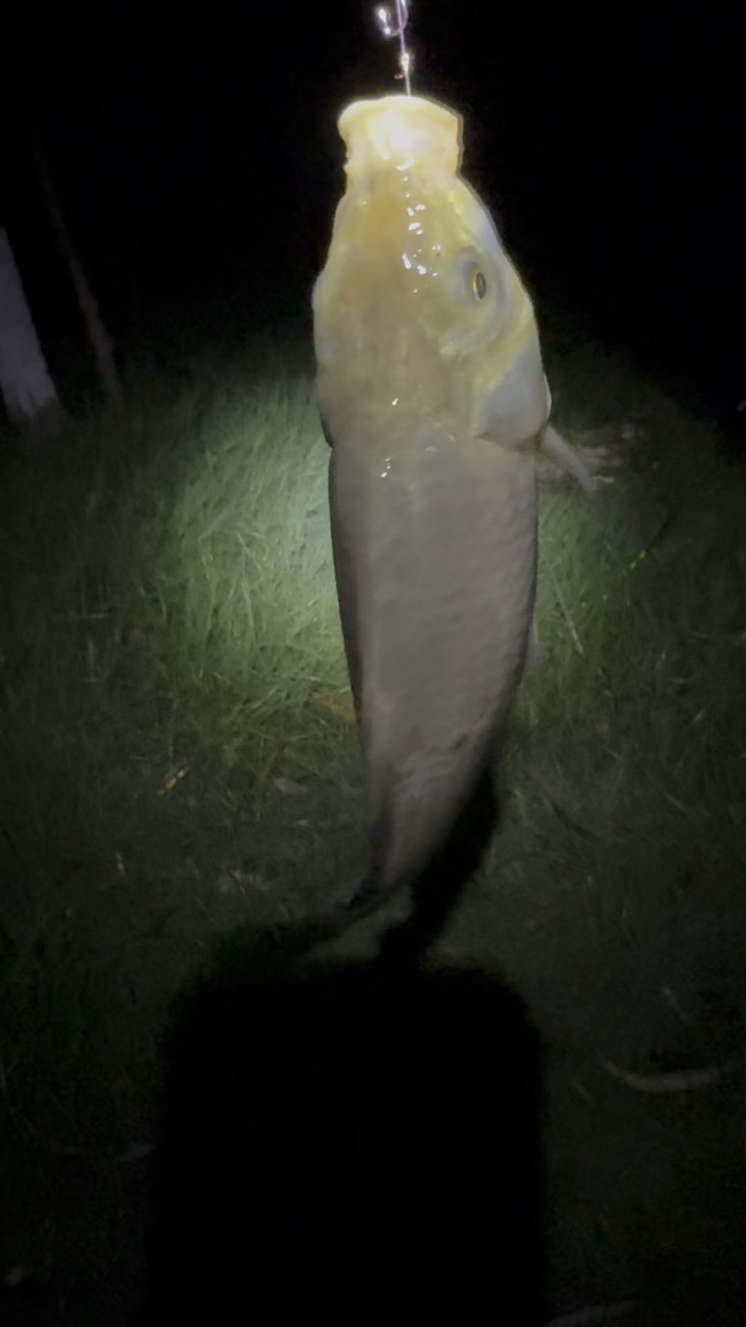立夏夜钓鲫技巧(夏季夜钓鲫鱼最佳时间和水深) 立夏夜钓鲫技巧(夏季夜钓鲫鱼最佳时间和水深)
