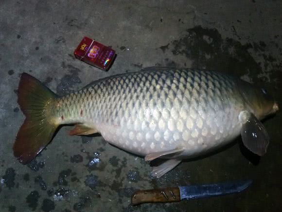 冬季大棚猫鱼技巧(冬钓大棚锚鲤鱼技巧)