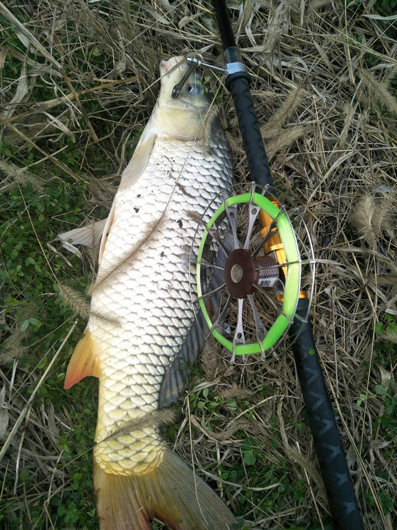 冬季大棚猫鱼技巧(冬钓大棚锚鲤鱼技巧)