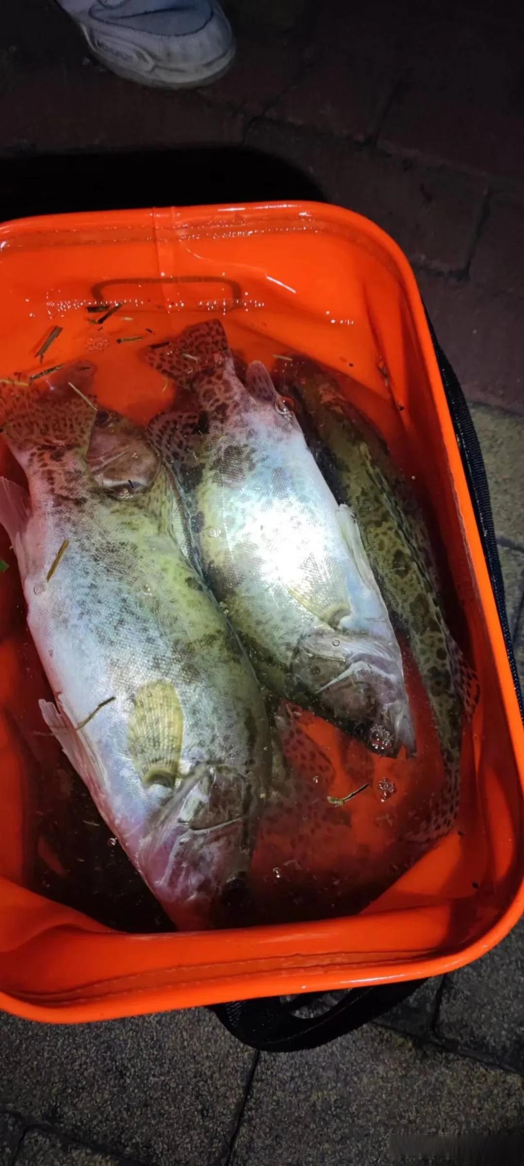 2017太湖路亚(太湖能不能路亚)