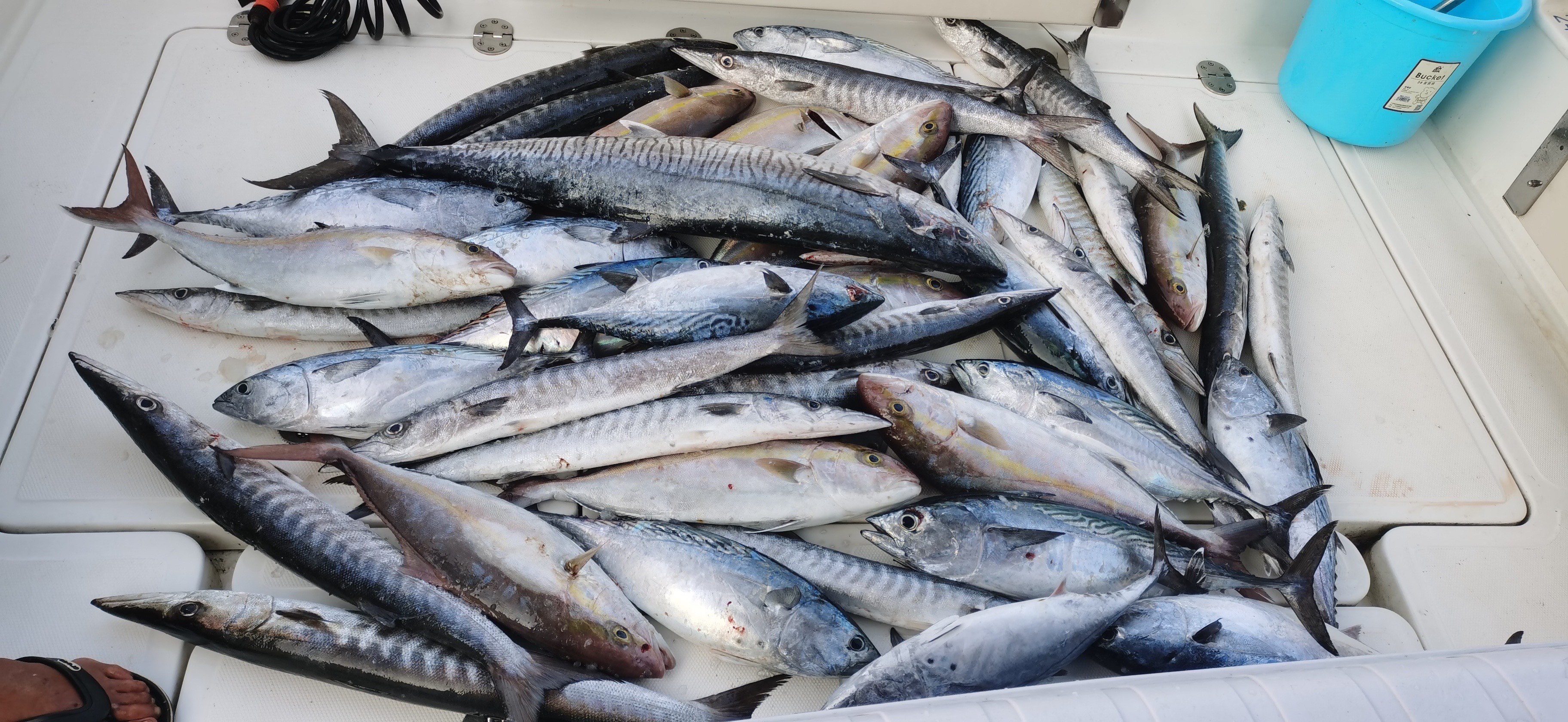 秦山岛海钓图片(秦山岛风景区)