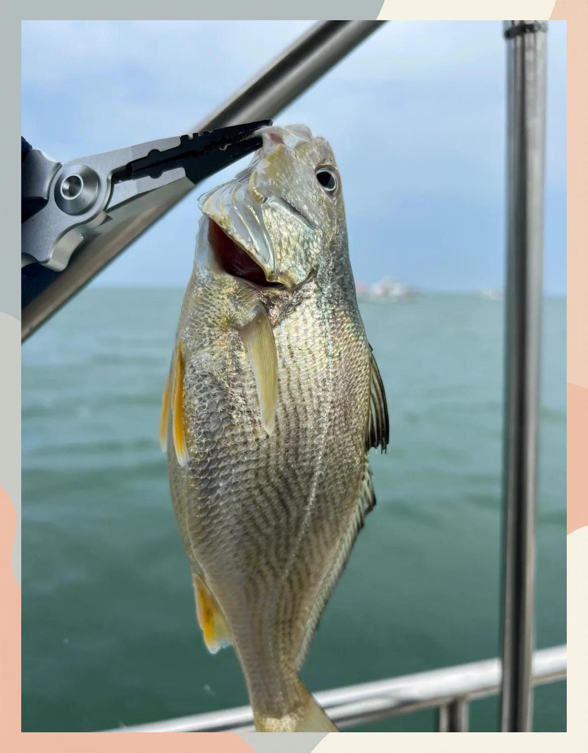 青岛胶州少海钓鱼(胶州哪里能海钓)