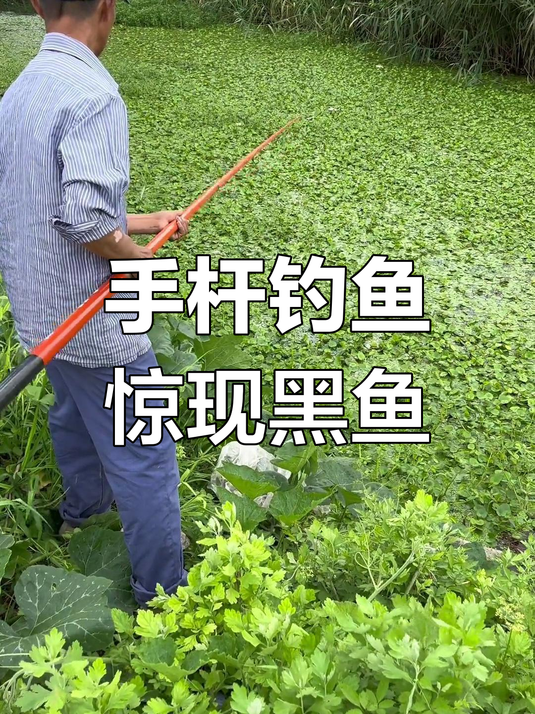 手杆钓技巧视频(手杆钓鱼视频)