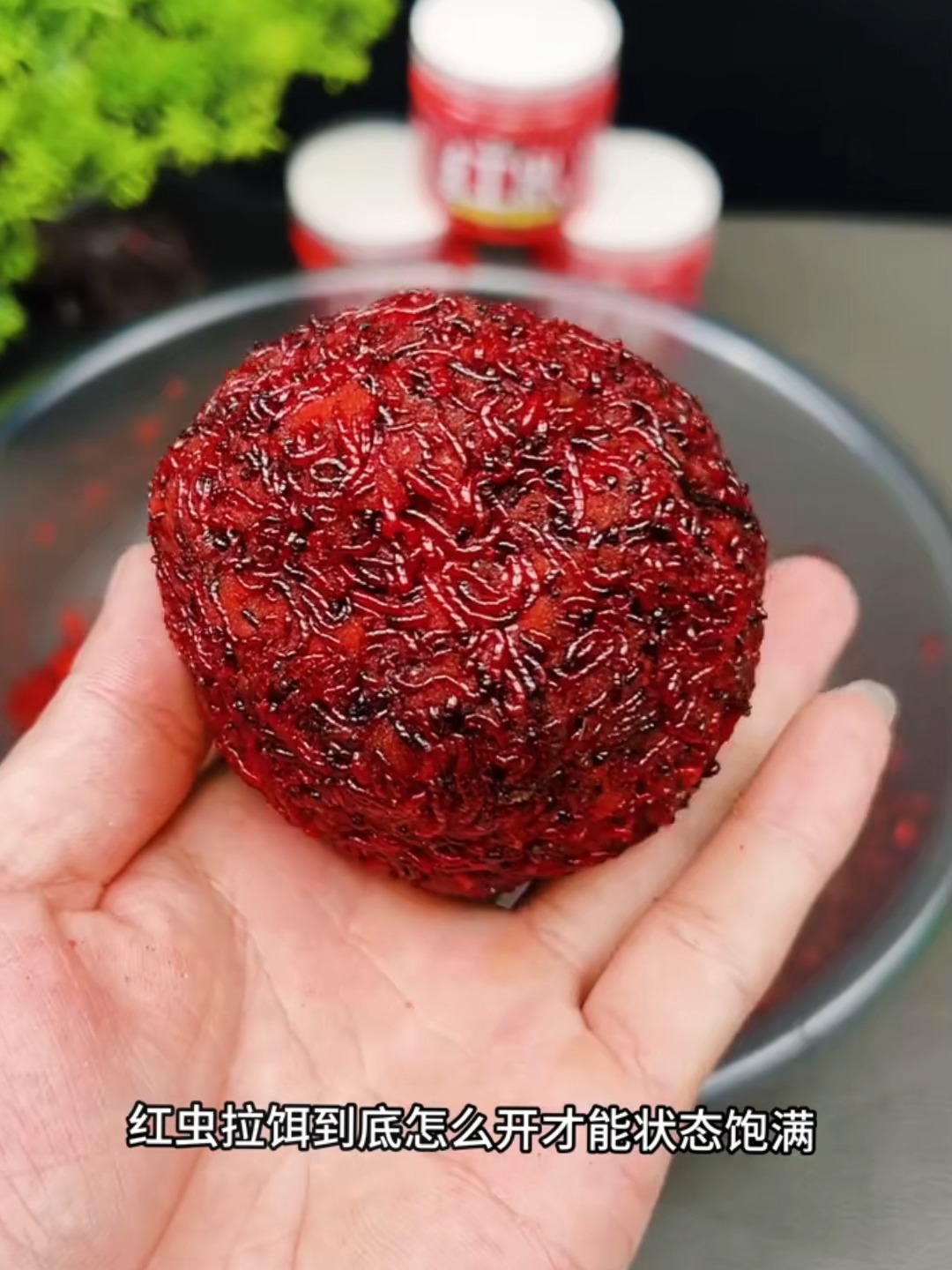 红虫饵料怎么使用(红虫饵钓鱼怎么用)