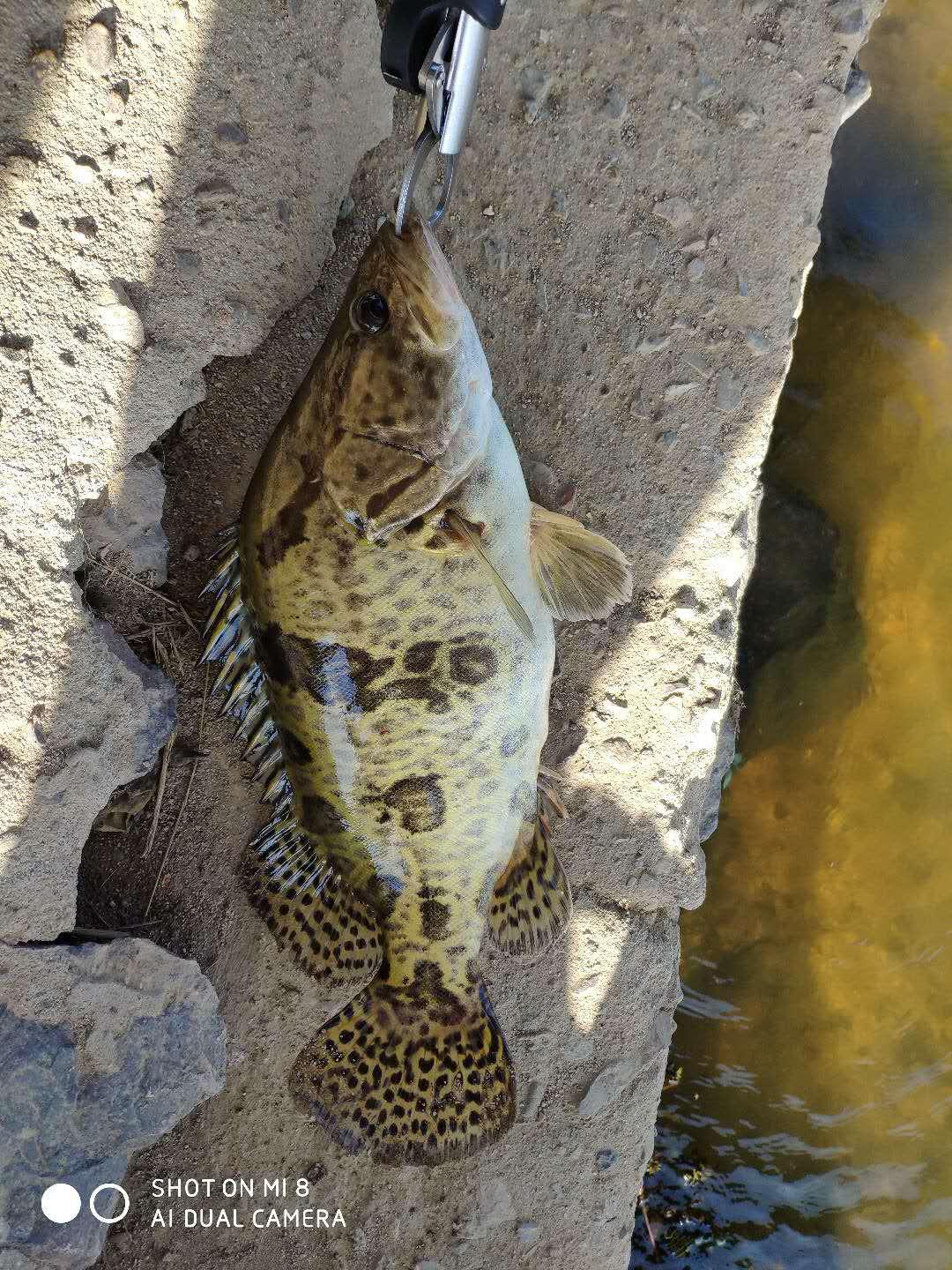 土门水库路亚鳜鱼(春季路亚鳜鱼的最佳时间)