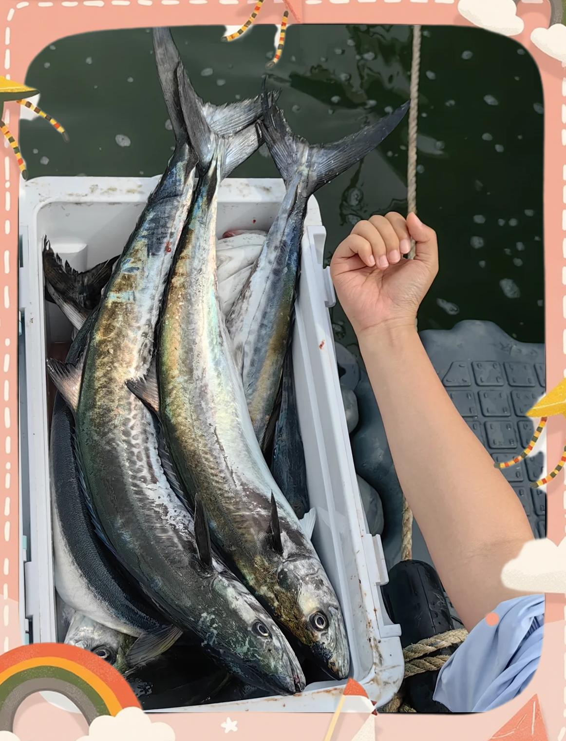 金枪鱼海钓艇(海钓蓝鳍金枪鱼视频完整版)