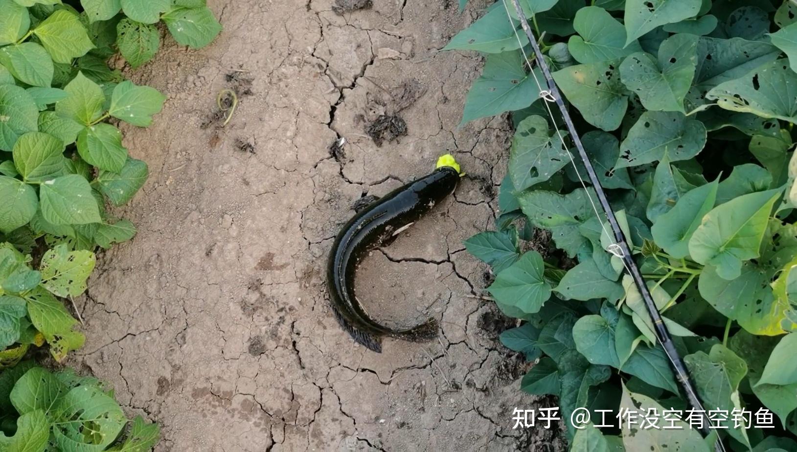 亮水雷强有哪些技巧(亮水打黑适合用什么雷蛙)