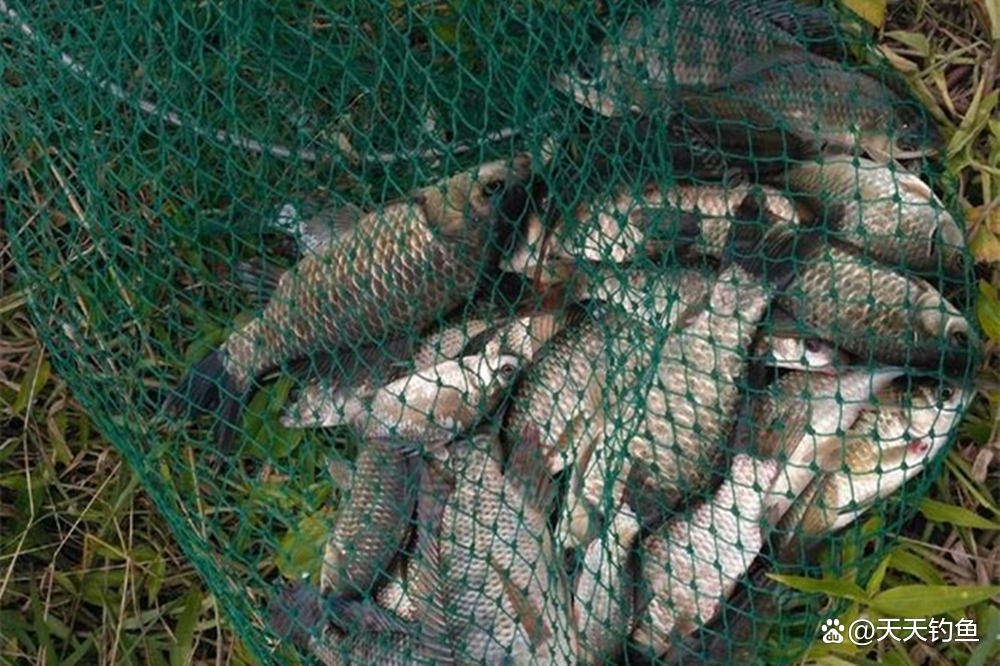 惊蛰之后钓鲫鱼技巧(惊蛰过后钓鱼饵料搭配技巧)