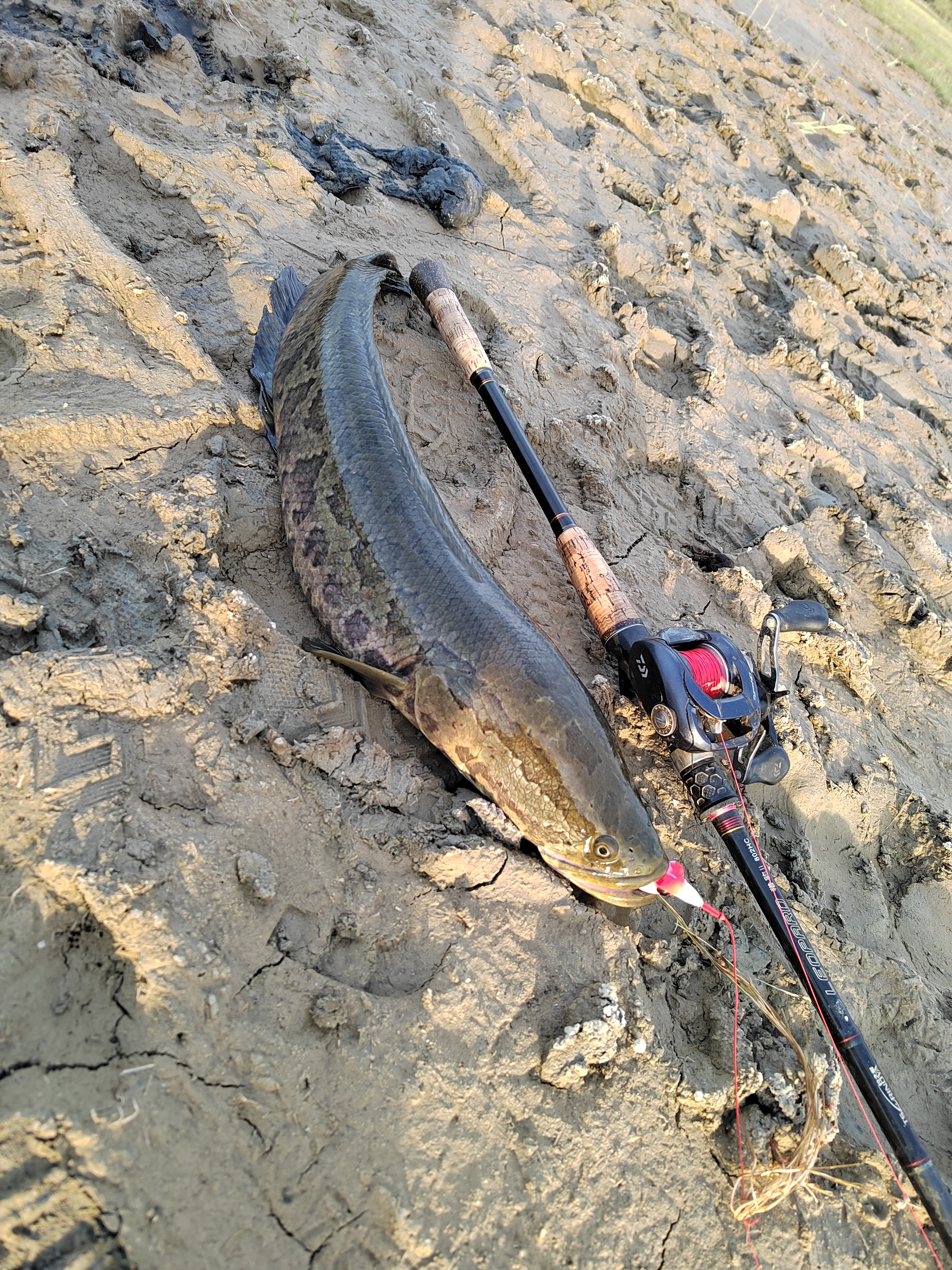 路亚里黑(路亚钓黑坑怎么钓)