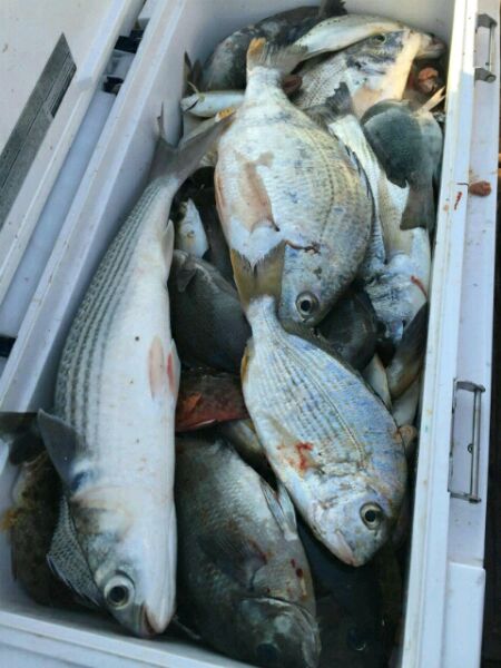 海钓无饵(海钓不用饵)