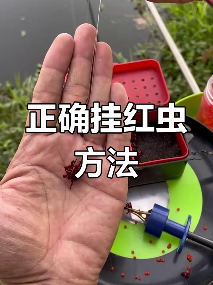 海钓海虫如何挂钩(海虫钓淡水鱼效果如何)