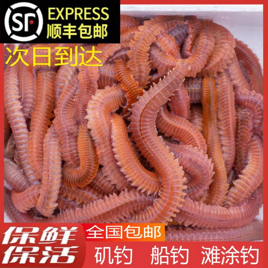 海钓海虫如何挂钩(海虫钓淡水鱼效果如何)